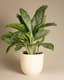 Aglaonema