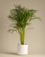 Areca Palm