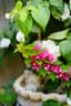 Bougainvillea