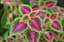 Coleus