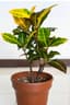 Croton Petra