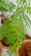 Curry Leaf