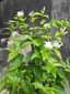 Jasmine