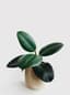 Rubber Plant