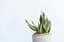 Snake Plant