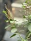 Tulsi