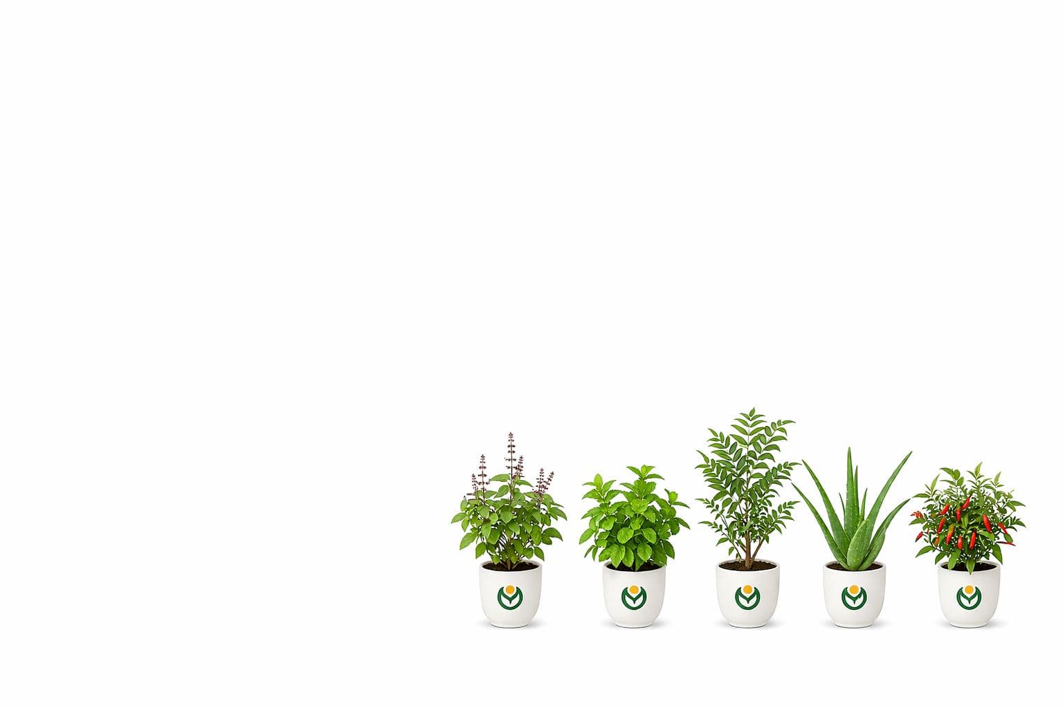 Kitchen Garden